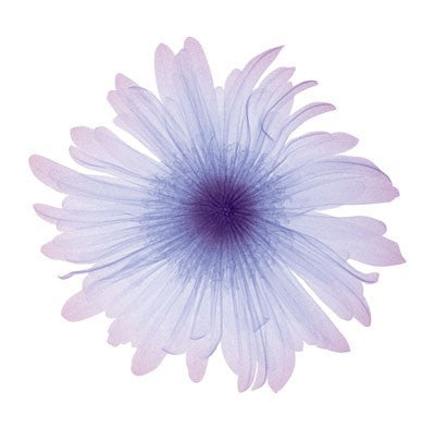 Iced Bloom Wall Art | 6 x 6 Fine Art Print