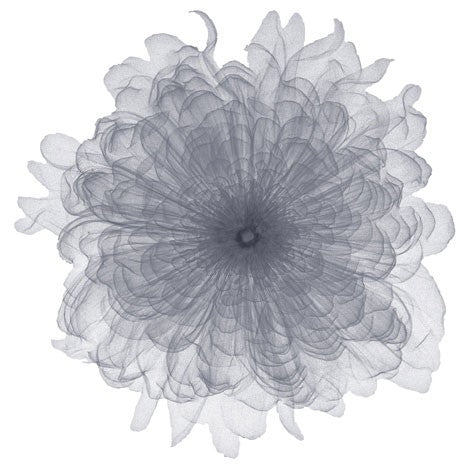Chiffon Floral Wall Art | 6 x 6 Fine Art Print