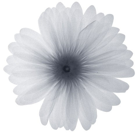 Delicate Petals Wall Art | 6 x 6 Fine Art Print