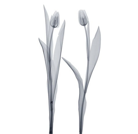 Delicate Duo Wall Art | 6 x 6 Fine Art Print