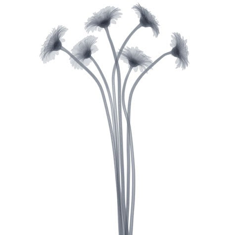 Feathered Splendor Wall Art | 6 x 6 Fine Art Print