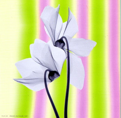 Sheer Beauty Wall Art | 6 x 6 Fine Art Print