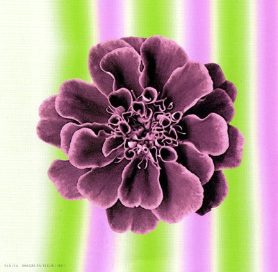 Ruffles in Rose Wall Art | 6 x 6 Fine Art Print