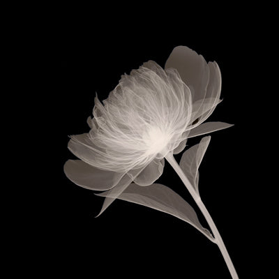 Full Bloom Wall Art | 12 x 12 Fine Art Print