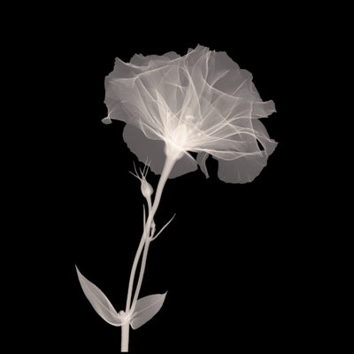 Bud in Bloom Wall Art | 12 x 12 Fine Art Print