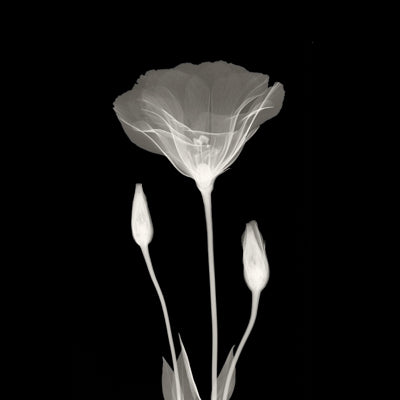 Poppy in Lace Wall Art | 12 x 12 Fine Art Print