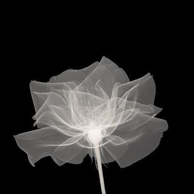 Layered Veil Wall Art | 12 x 12 Fine Art Print