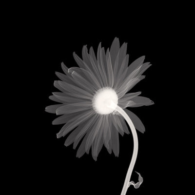 Sunburst Petals Wall Art | 12 x 12 Fine Art Print