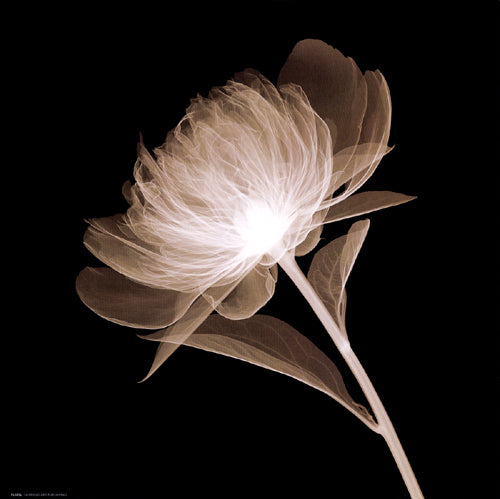 Full Bloom (Sepia) Wall Art | 12 x 12 Fine Art Print
