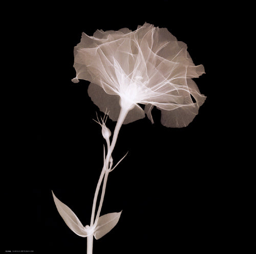 Bud in Bloom (Sepia) Wall Art | 12 x 12 Fine Art Print