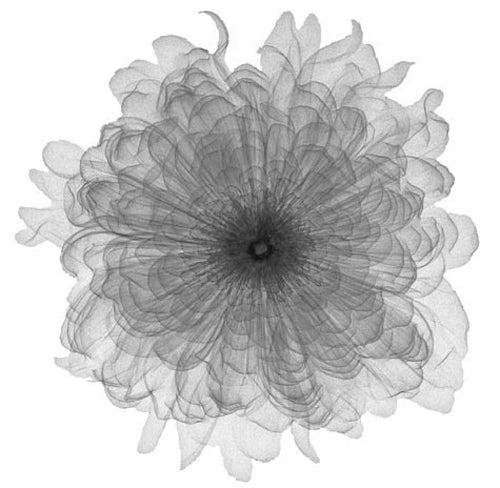Framed Art Chiffon Floral 12 x 12