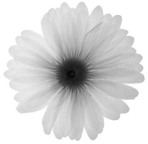 Framed Art Delicate Petals 12 x 12