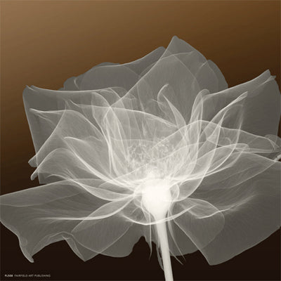 Sheer Delicacy Wall Art | 8 x 8 Fine Art Print