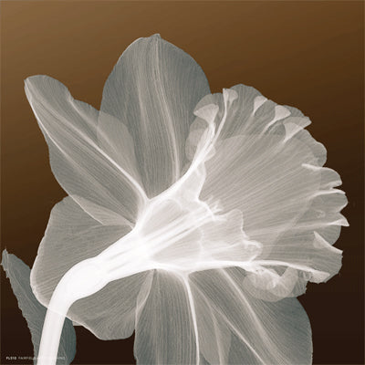 Ruffled Elegance Wall Art | 8 x 8 Fine Art Print