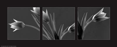 Tulip Trio by Dennis Frates | 8 x 20 Fine Art Print