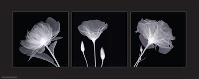 Sheer B&W Floral Trio Wall Art | 8 x 20 Fine Art Print