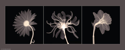 Framed Art Translucent Floral Trio 8 x 20