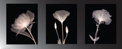 Framed Art Champagne Floral Trio 8 x 20