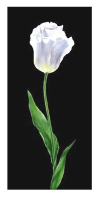 Tulip by Andrea Fontana | 19 3/4 x 9 Fine Art Print