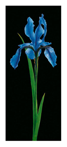 Iris by Andrea Fontana | 19 3/4 x 9 Fine Art Print