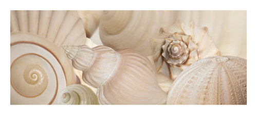 Shells I by Jan Lens | 9 x 19 3/4 Fine Art Print