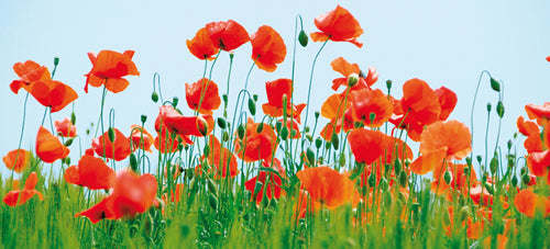 Poppy Field by Jan Lens | 9 x 19 3/4 Fine Art Print