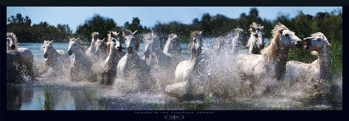 Horses in the Camargue, France by Steve Bloom | 13 x 37 Fine Art Print