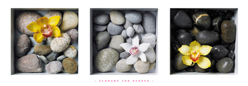 Flowers and Stones by Dave Brullmann | 13 x 37 Fine Art Print