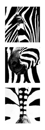 Zebras by Rocco Sette | 37 x 13 Fine Art Print
