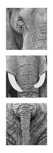 Framed Art Elephants by Rocco Sette | 37 x 13