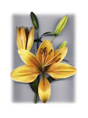 Yellow Lily by Bruce Brown | 19 3/4 x 15 3/4 Fine Art Print