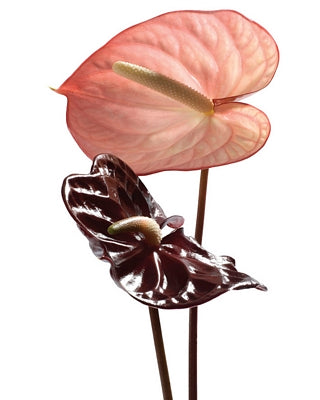 Anthurium by Ben Davies | 19 3/4 x 15 3/4 Fine Art Print