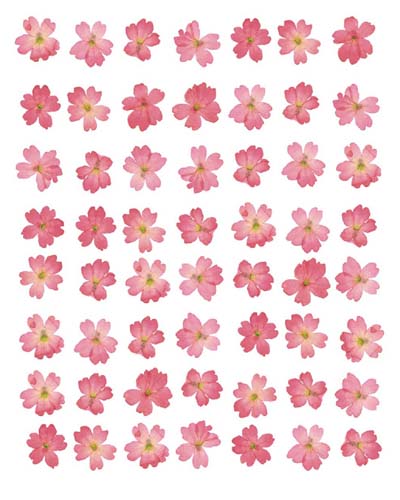 Eight Lines of Pink Flowers by Tasmin Phoenix | 19 3/4 x 15 3/4 Art