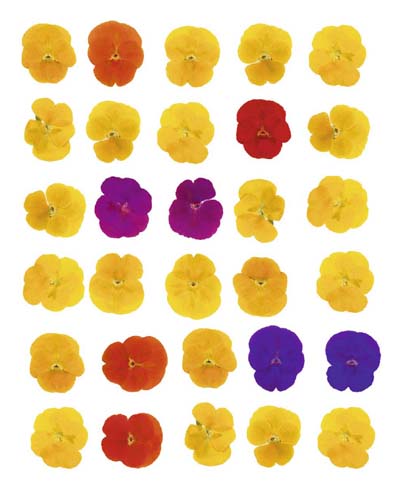 Floral Celebration by Tasmin Phoenix | 19 3/4 x 15 3/4 Fine Art Print