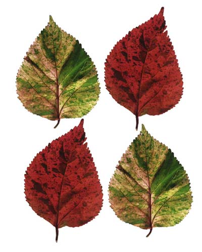 Four Leaves I by Tasmin Phoenix | 19 3/4 x 15 3/4 Fine Art Print