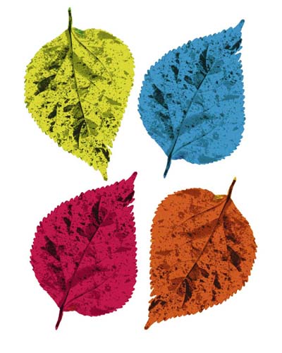 Four Leaves II by Tasmin Phoenix | 19 3/4 x 15 3/4 Fine Art Print
