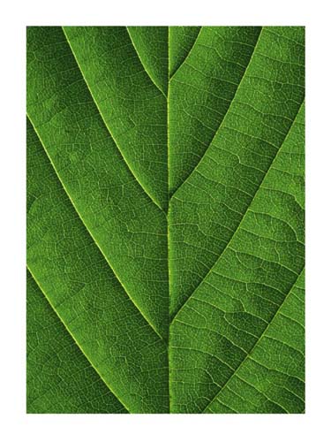 Verdant Form I by Laurent Bessol | 19 1/2 x 15 3/4 Fine Art Print