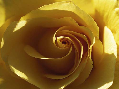 Yellow Rose by Laurent Pinsard | 15 3/4 x 19 3/4 Fine Art Print