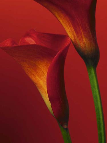 Red Calla Lilies by Photography Collection | 19 3/4 x 15 3/4 Fine Art Print