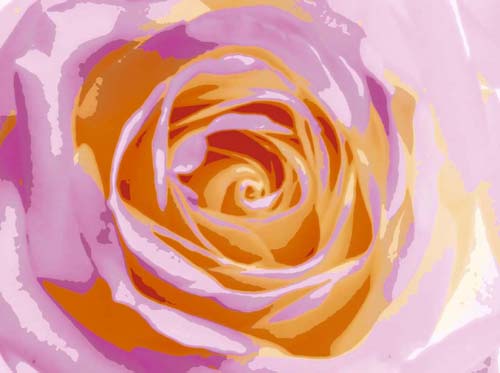 Rose Variation II by Tasmin Phoenix | 15 3/4 x 19 3/4 Fine Art Print