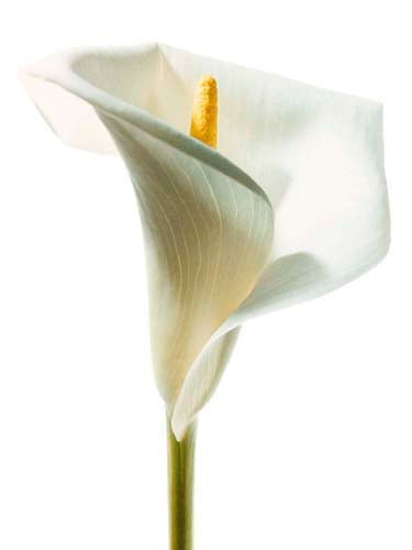 Lily in Bloom I by Photography Collection | 19 3/4 x 15 3/4 Fine Art Print
