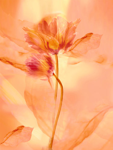 Transparence VII by Robin | 19 3/4 x 15 3/4 Fine Art Print
