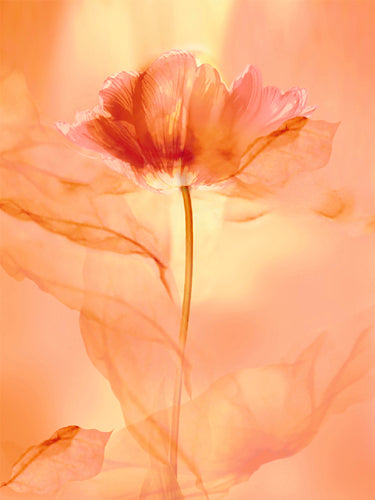 Transparence VIII by Robin | 19 3/4 x 15 3/4 Fine Art Print