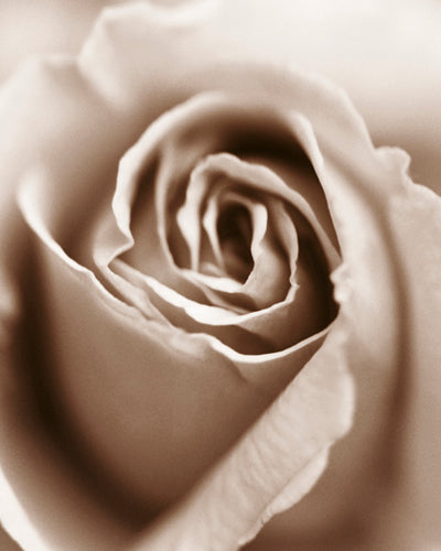 Heart of the Rose by Sue Kennedy | 19 3/4 x 15 3/4 Fine Art Print