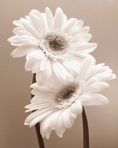 Two Daisies by Carol Sharp | 19 3/4 x 15 3/4 Fine Art Print