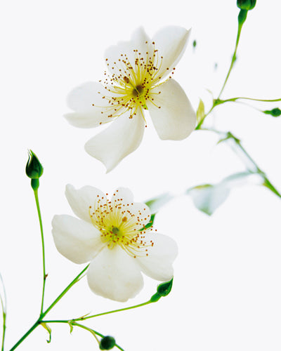 Shades in Nature by Bryce Atwell | 19 3/4 x 15 3/4 Fine Art Print