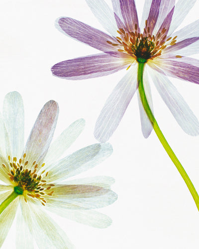 Translucence by Bryce Atwell | 19 3/4 x 15 3/4 Fine Art Print