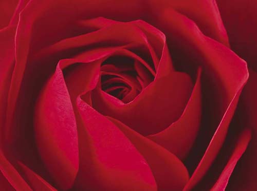 L'Important, c'est la Rose by Photography Collection