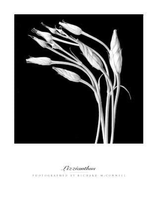 Lizzianthus by Richard McConnell | 19 3/4 x 15 3/4 Fine Art Print
