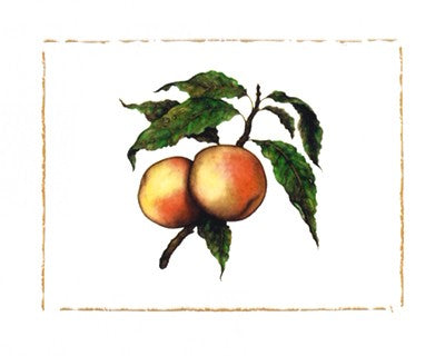 Moorpark Apricot by Morgan Kari | 15 3/4 x 19 3/4 Fine Art Print